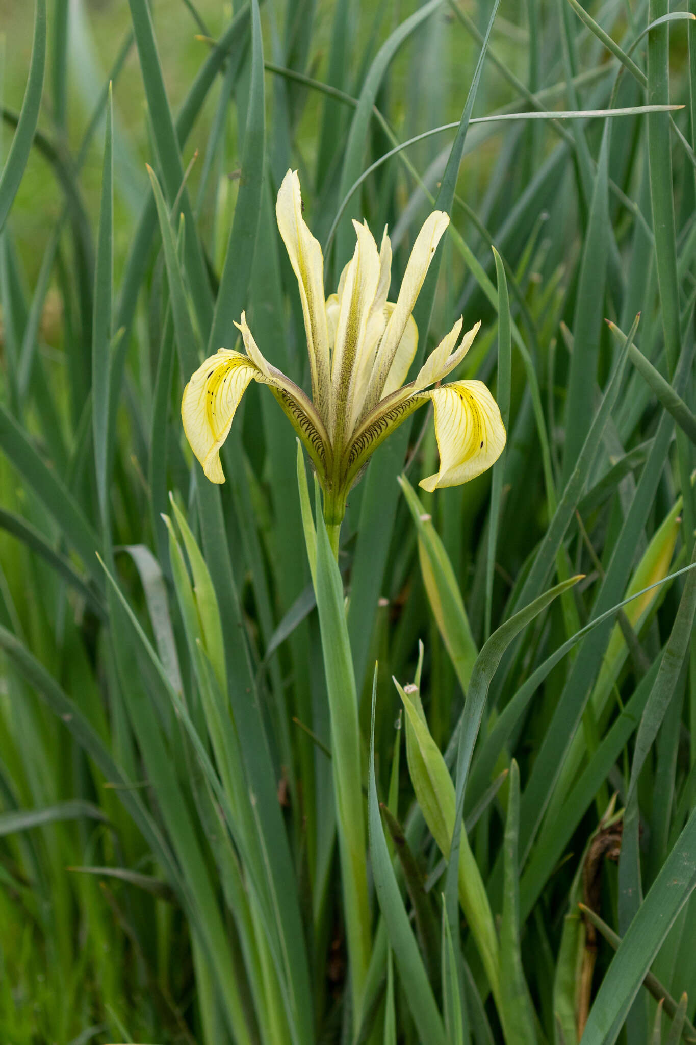 Image of Grant Duff's Iris