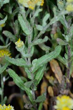 Image of Rhodanthe moschata (A. Cunn. ex DC.) P. G. Wilson