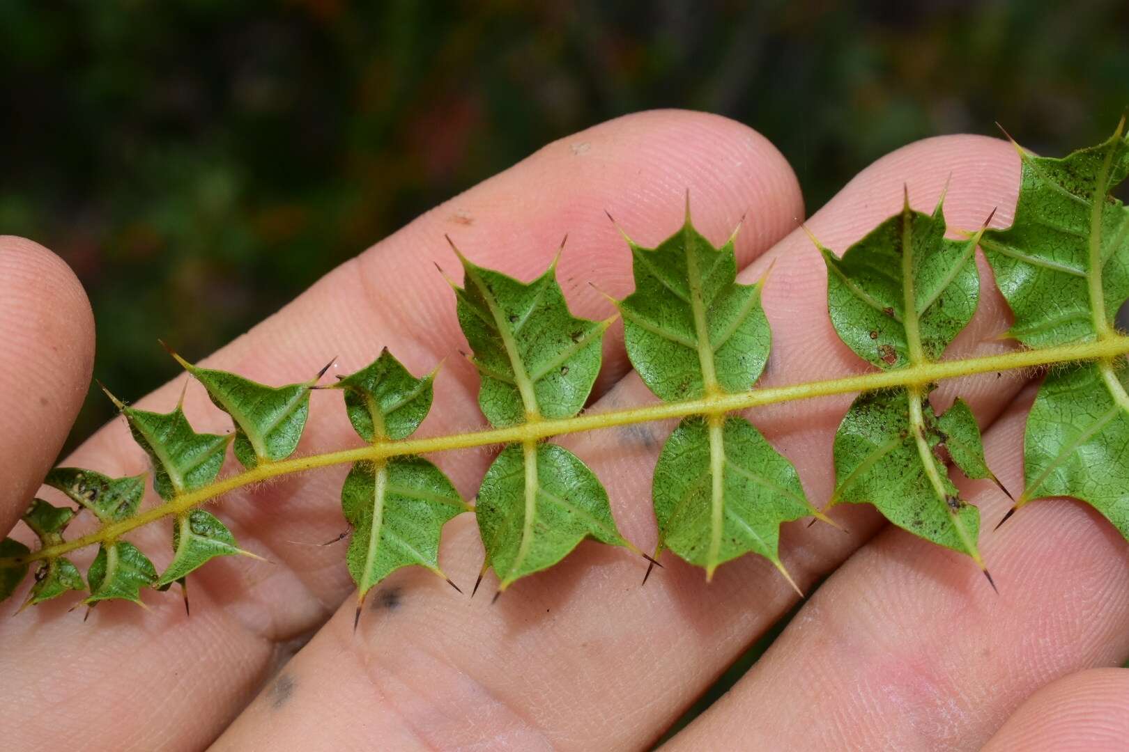 Plancia ëd Comocladia dodonaea (L.) Urban