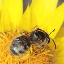 Image of Lasioglossum eremaean Walker 1995