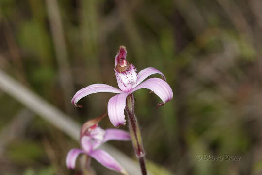 Image of Pink candy orchid