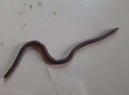 Image of Silvestri's Worm Lizard