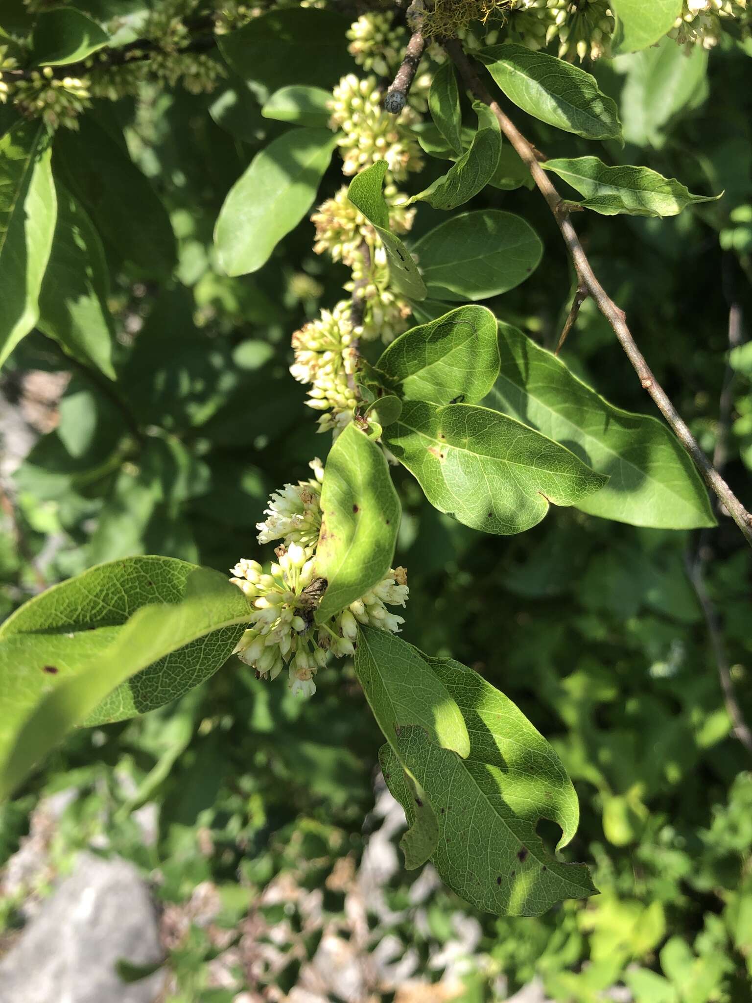 Image of buckthorn bully