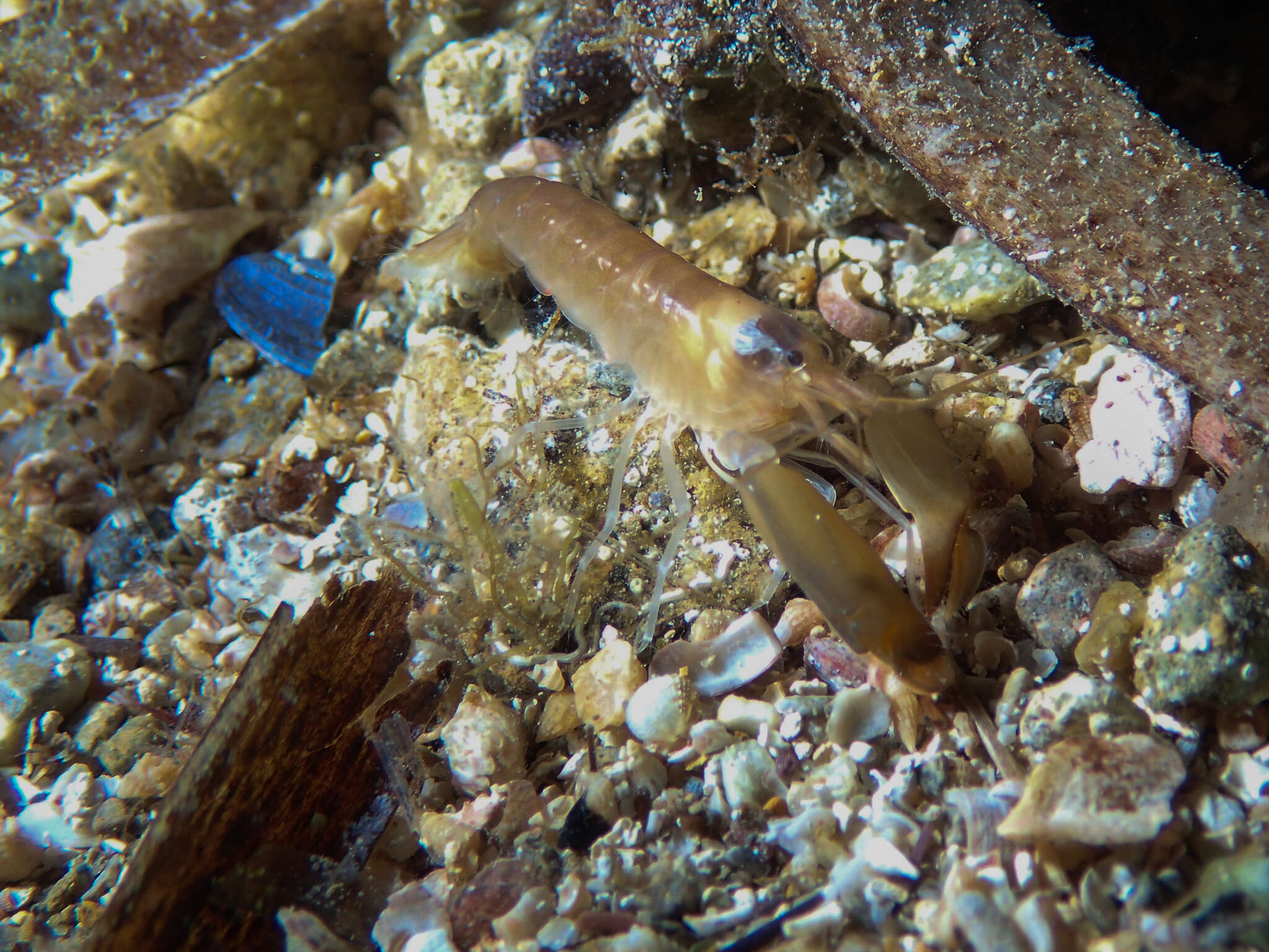 Image of European big-claw snapping prawn