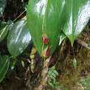 Plancia ëd Pleurothallis bicruris Lindl.