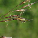 Plancia ëd Helictochloa dahurica (Kom.) Romero Zarco