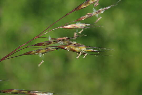 Plancia ëd Helictochloa dahurica (Kom.) Romero Zarco