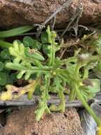 Image of Senecio incrassatus Lowe