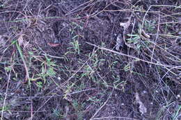 Image of prairie sandmat