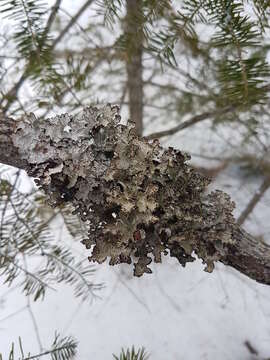 Слика од Platismatia tuckermanii (Oakes) W. L. Culb. & C. F. Culb.