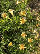 Image of Santa Lucia Mountain bush monkeyflower