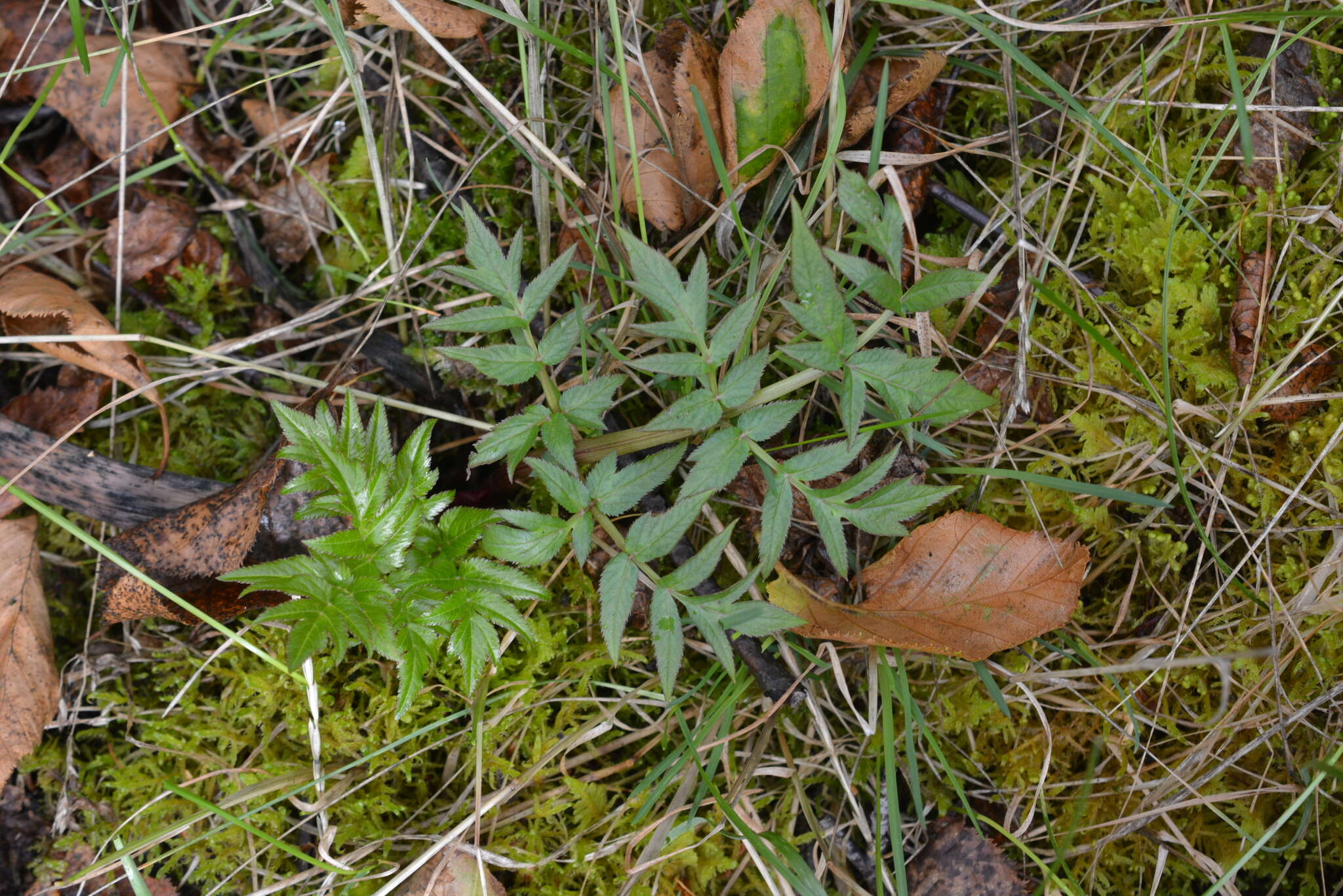 Angelica decurrens (Ledeb.) B. Fedtsch. resmi