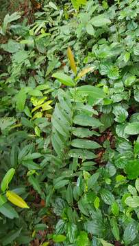 Image of Adinandra dumosa Jack