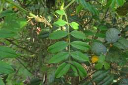 Image of Senna stipulacea (Aiton) H. S. Irwin & Barneby