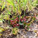 Sivun Euphorbia mafingensis (Hargr.) Bruyns kuva