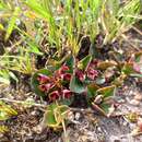 Plancia ëd Euphorbia mafingensis (Hargr.) Bruyns