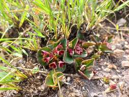 Image of Euphorbia mafingensis (Hargr.) Bruyns