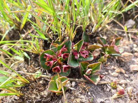 Euphorbia mafingensis (Hargr.) Bruyns resmi