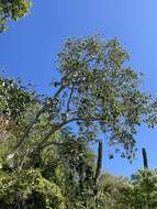 Image of Ficus petiolaris subsp. palmeri (S. Watson) Felger