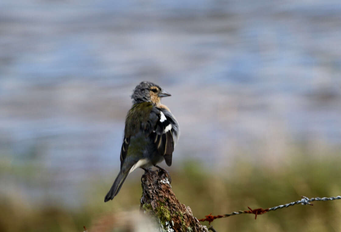 Image of Fringilla coelebs moreletti Pucheran 1859