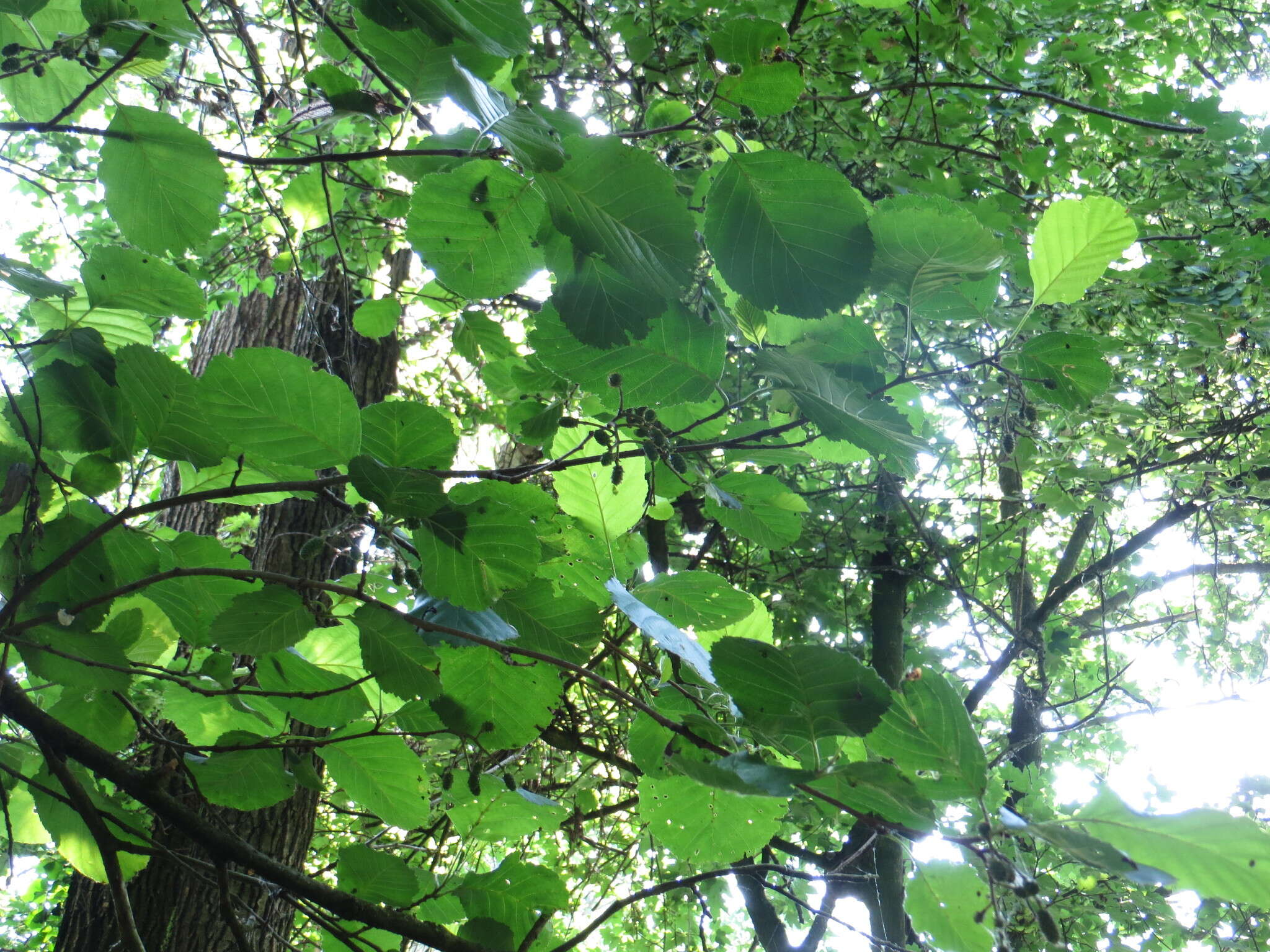 Image of European alder