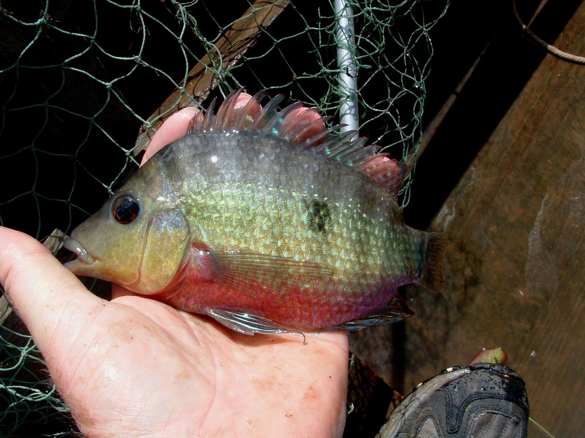 Image of Red breast cichlid