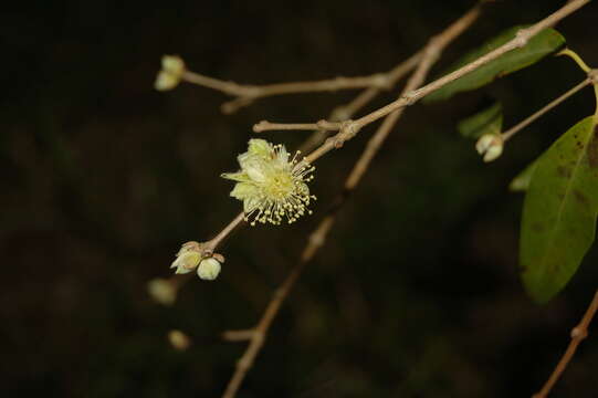 Image de Eugenia myrcianthes Niedenzu