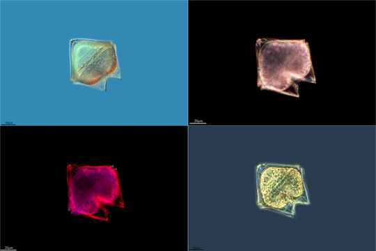 Image of <i>Protoperidinium conicum</i>