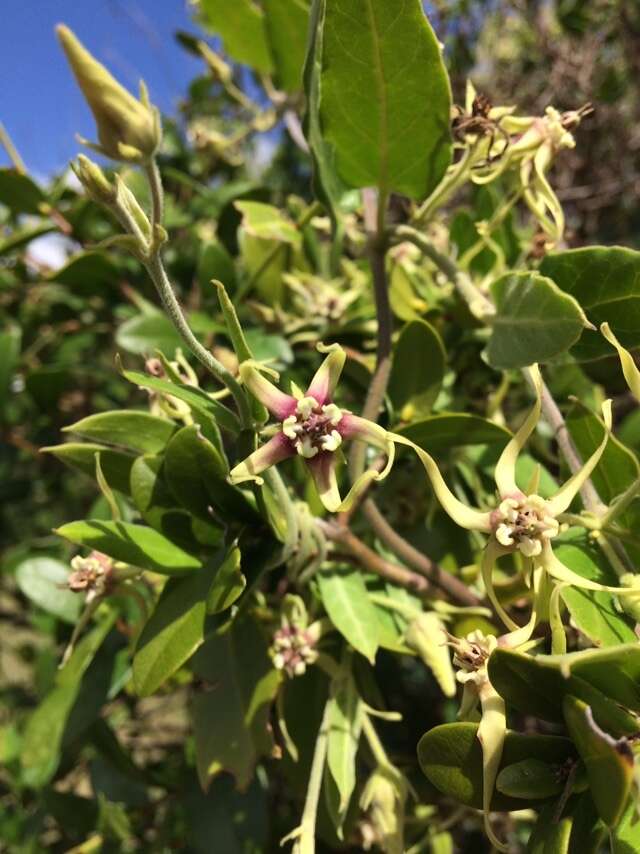 Image of Oxypetalum pannosum Decne.