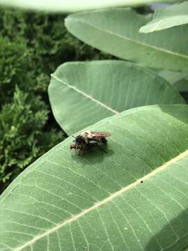 Image of Laphria thoracica Fabricius 1805