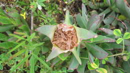 Image of Carpobrotus acinaciformis (L.) L. Bol.