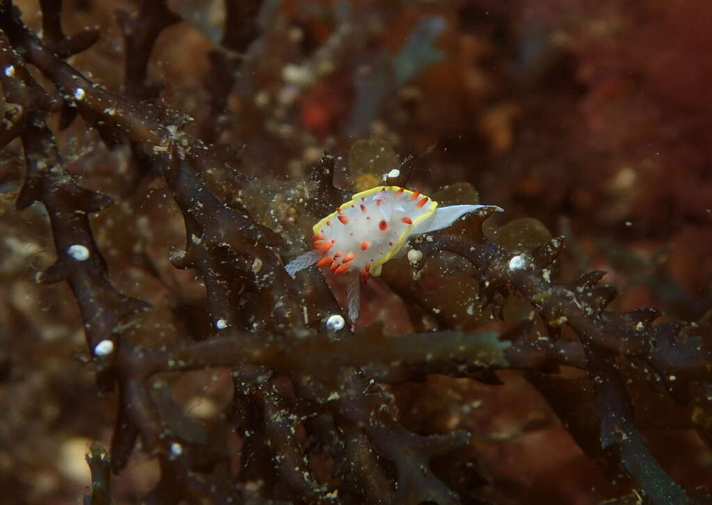 Image of Diaphorodoris papillata Portmann & Sandmeier 1960