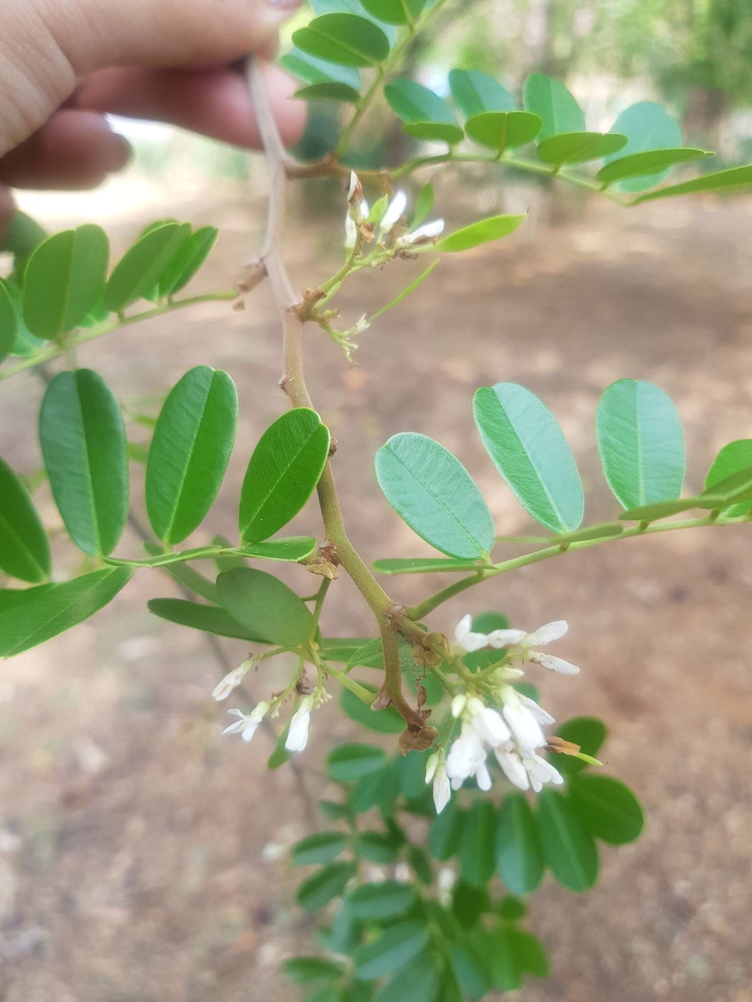 Image of Dalbergia glabra (Mill.) Standl.