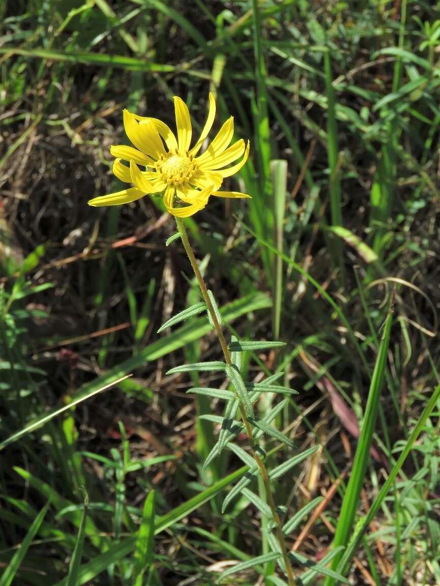 Imagem de Phoebanthus grandiflora (Torr. & A. Gray) Blake