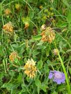 Image de Trifolium canescens Willd.