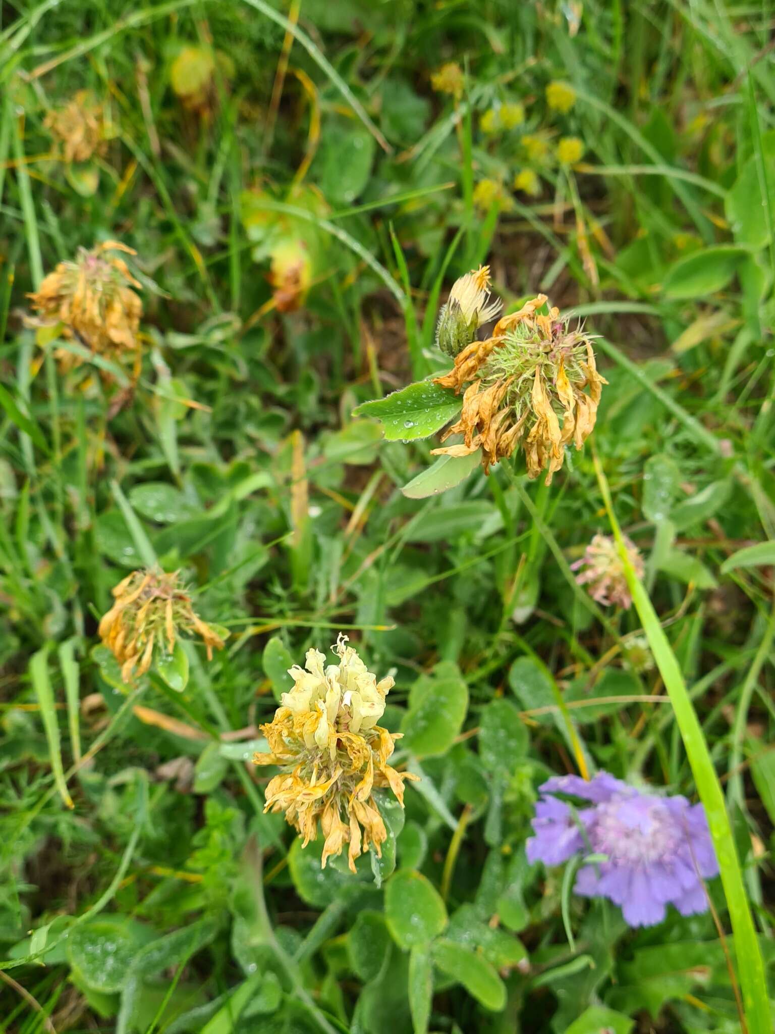 Слика од Trifolium canescens Willd.