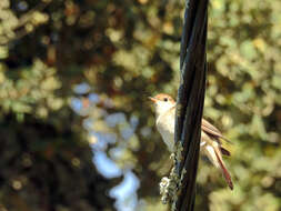 Image of nightingale, common nightingale