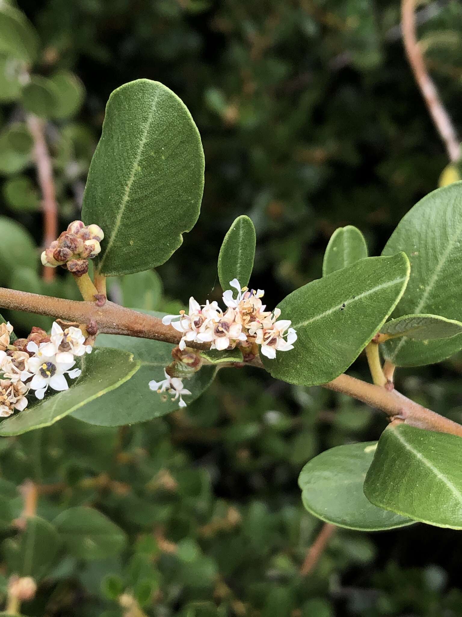 Image of island ceanothus