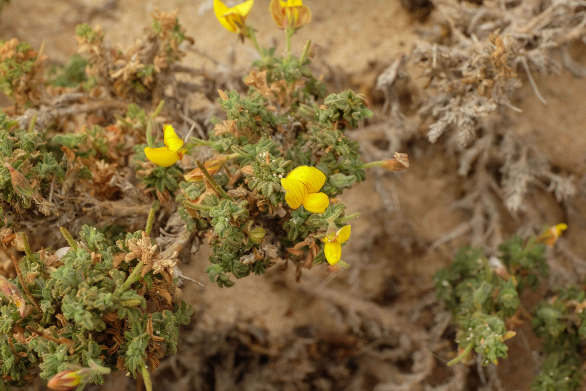 Image of Ononis hesperia (Maire) Forther & Podlech