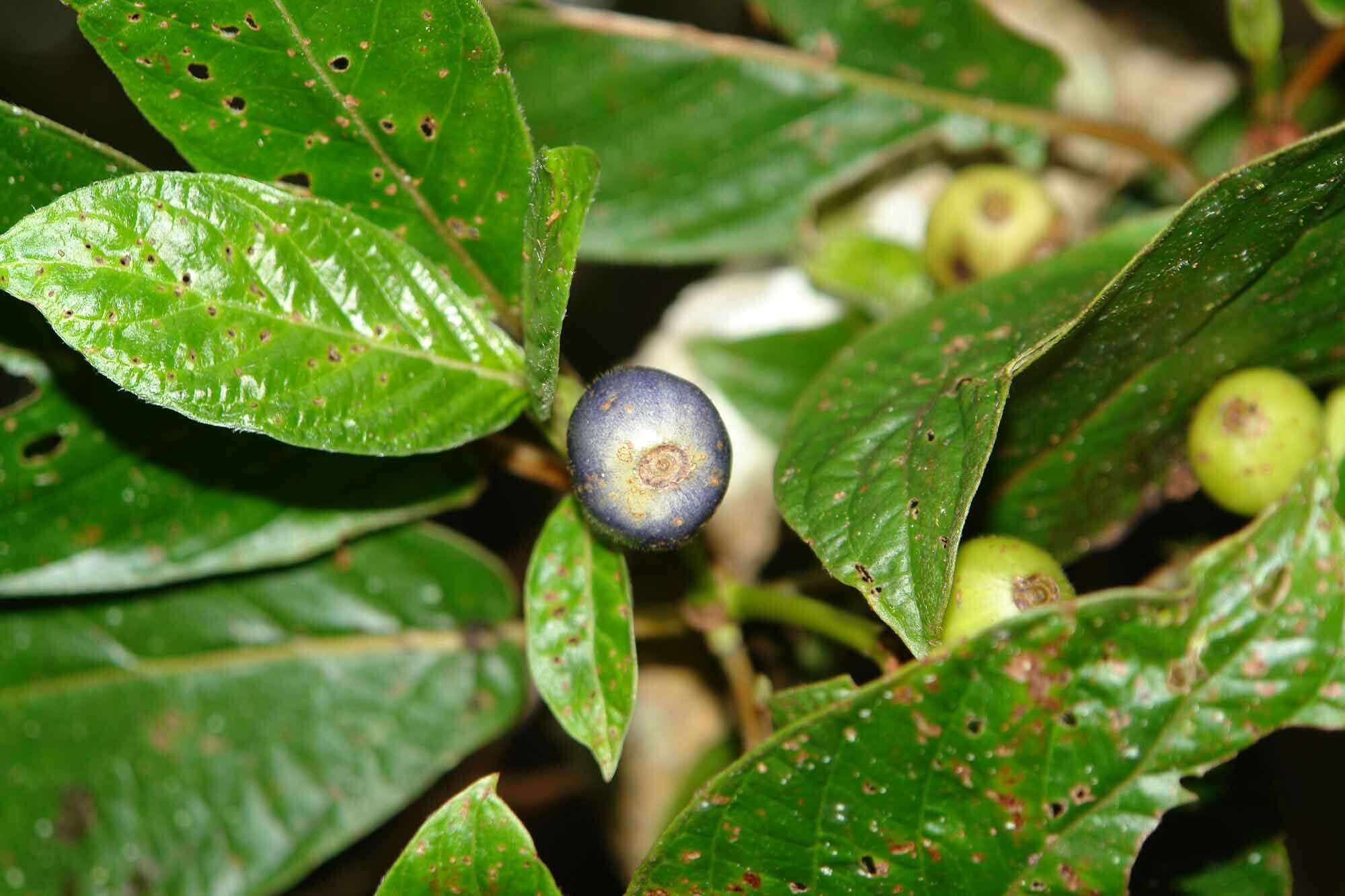 Plancia ëd Psychotria pancheri (Baill.) Schltr.