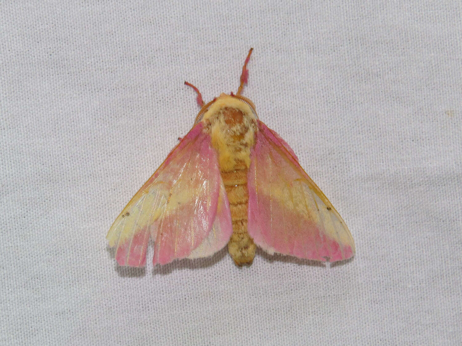 Rosy Maple Moth - Encyclopedia of Life