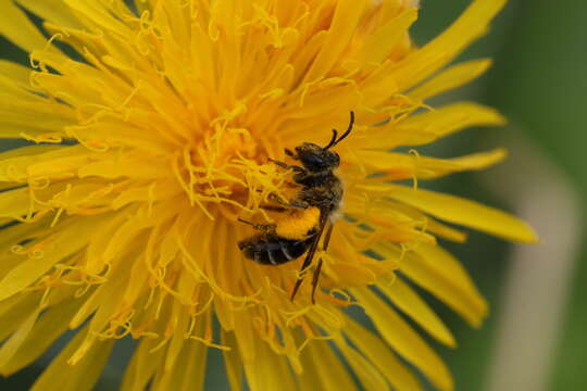 Image of Andrena chromotricha Cockerell 1899