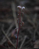 Image of whiteveined wintergreen