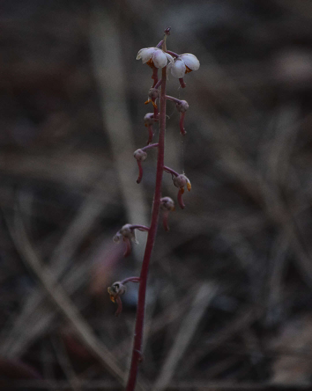 Image of whiteveined wintergreen