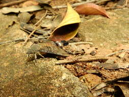 Image of Macroglossum gyrans Walker 1856