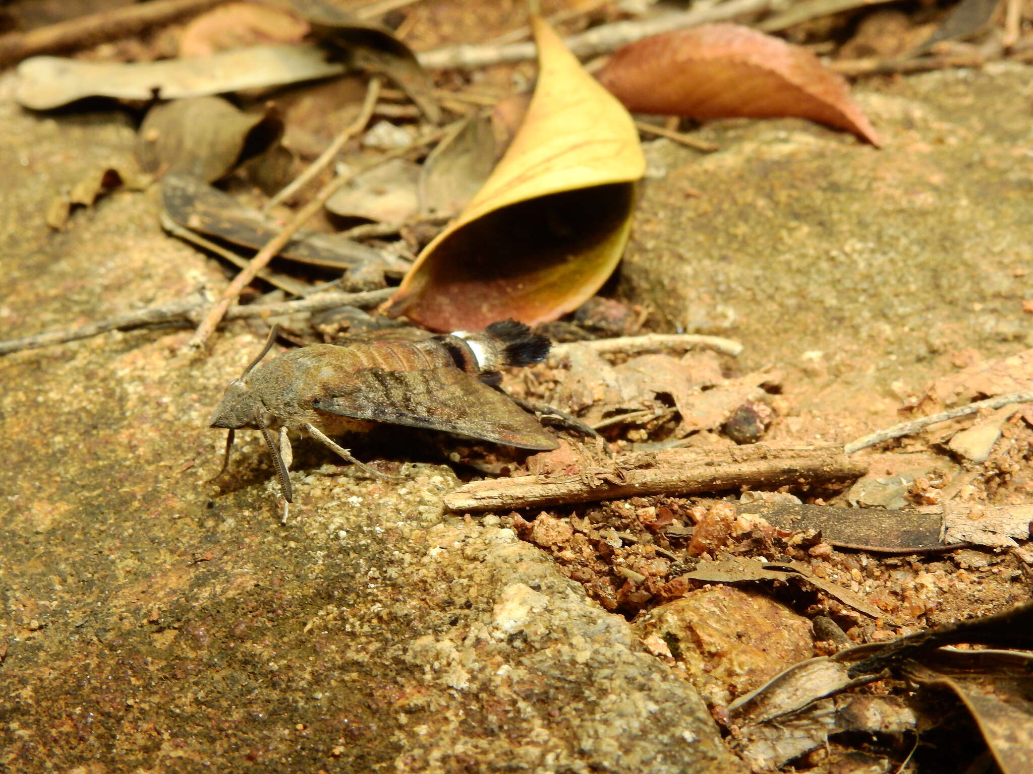 Image of Macroglossum gyrans Walker 1856