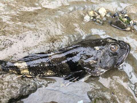 Image of Great sculpin