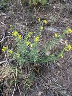 صورة Lithospermum multiflorum S. Wats.