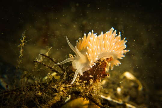 Coryphella verrucosa rufibranchialis (G. Johnston 1832) resmi