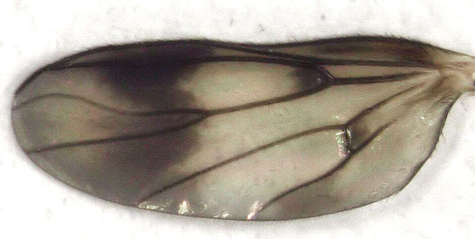 Image of Sigmoleia melanoxantha Tonnoir & Edwards 1927